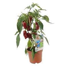 Plant de poivron 'Mini Pepper' : pot de d14 cm