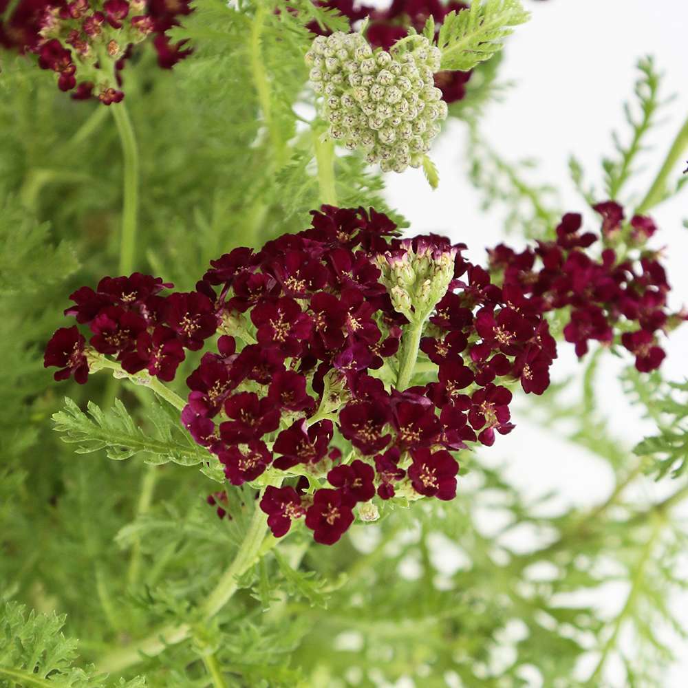 Achillea millefolium 'Pomegranate':conteneur 2 litres
