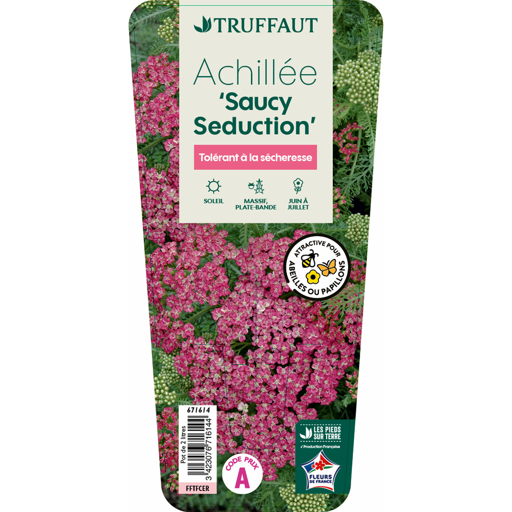 Achillea millefolium 'Saucy Seduction': C2L