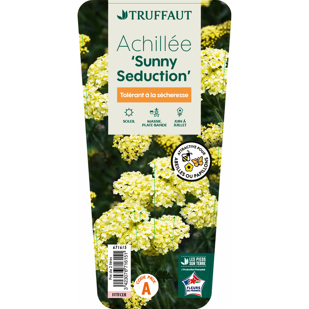 Achillea millefolium 'Sunny Seduction':conteneur 2 litres