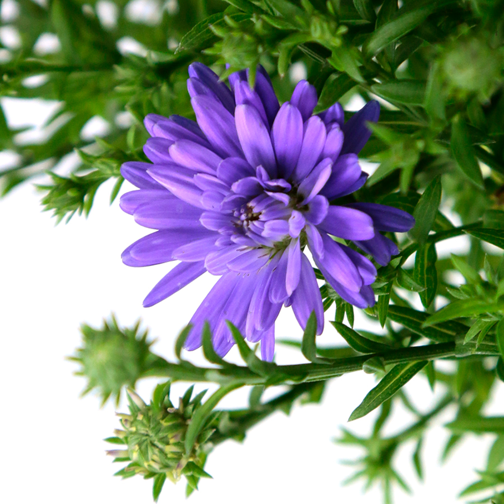 Aster nain'Azurit':conteneur 2 litres