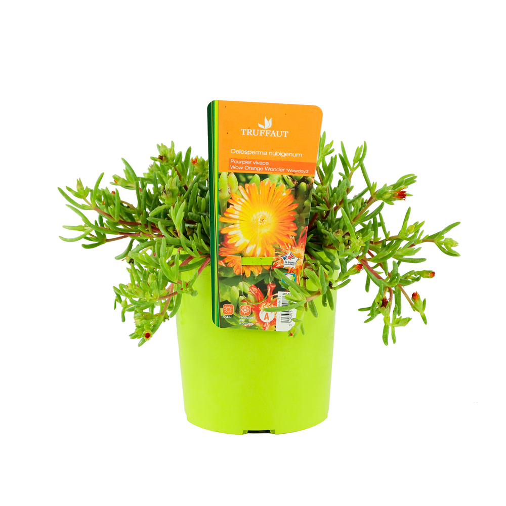 Pourpier vivace 'WoW Orange Wonder'® : C2L