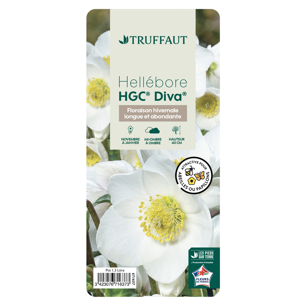 HellÃ©bore HGCÂ® DIVAÂ® pot 1,5L