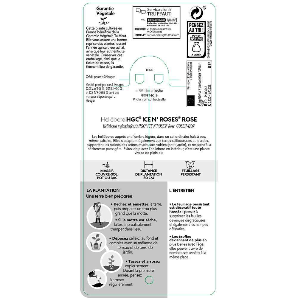 Hellébore HGC® ICE N' ROSES® Rose pot 2L