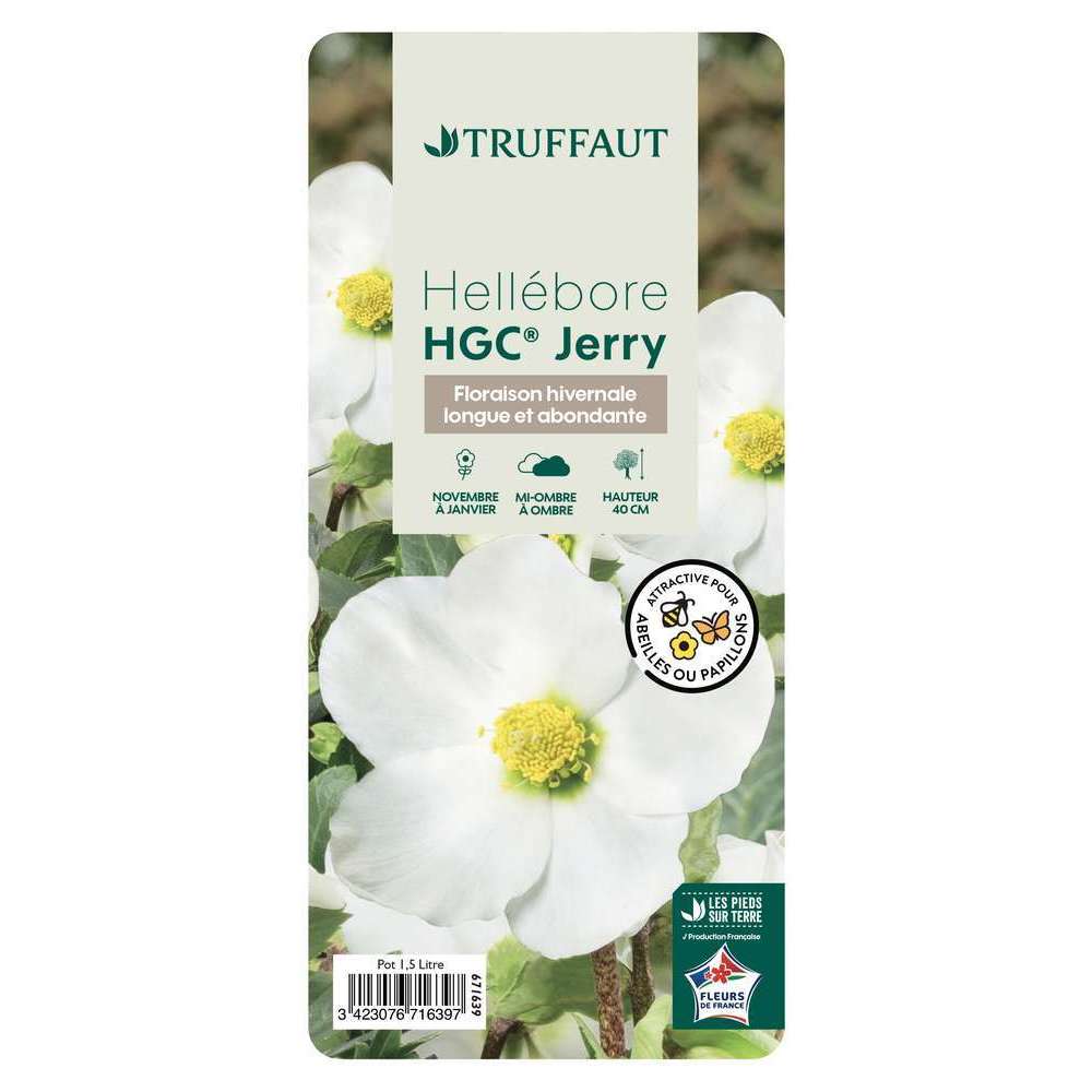 HellÃ©bore HGCÂ® JERRY 