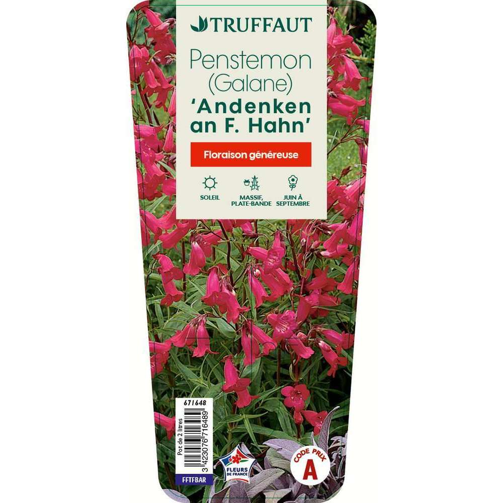 Penstemon 'Andeken an Friedrich Hahn' :conteneur 2 litres