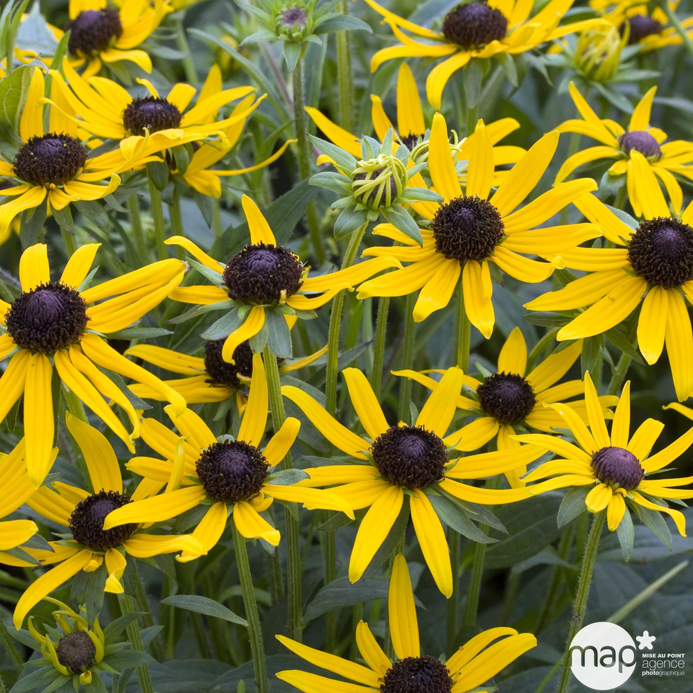 Rudbeckia Little Golstar® : C2L