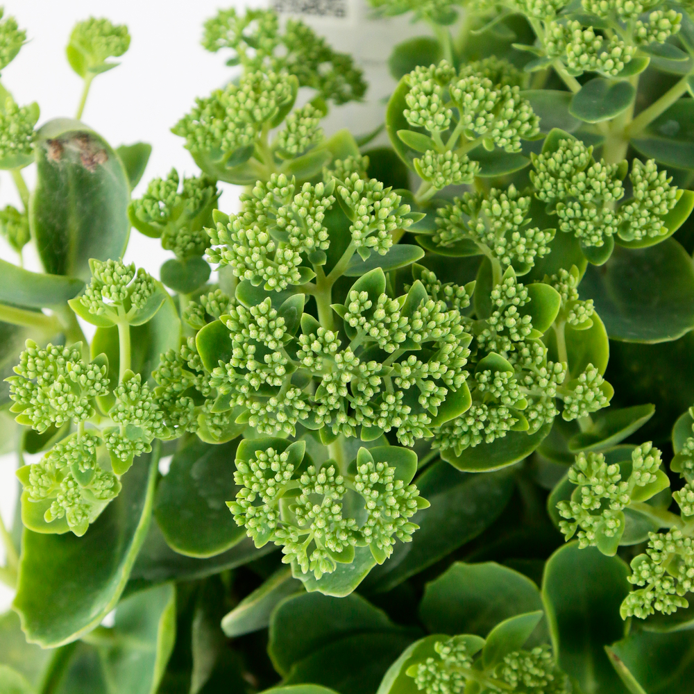 Sédum Herbstfreude : pot de 2 L