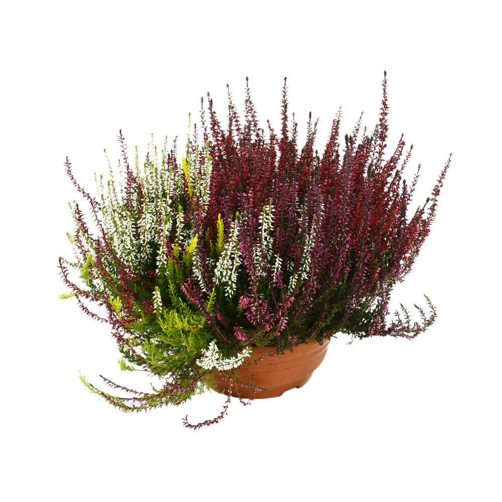 Calluna Beauty Ladies® trio : coupe d.23cm