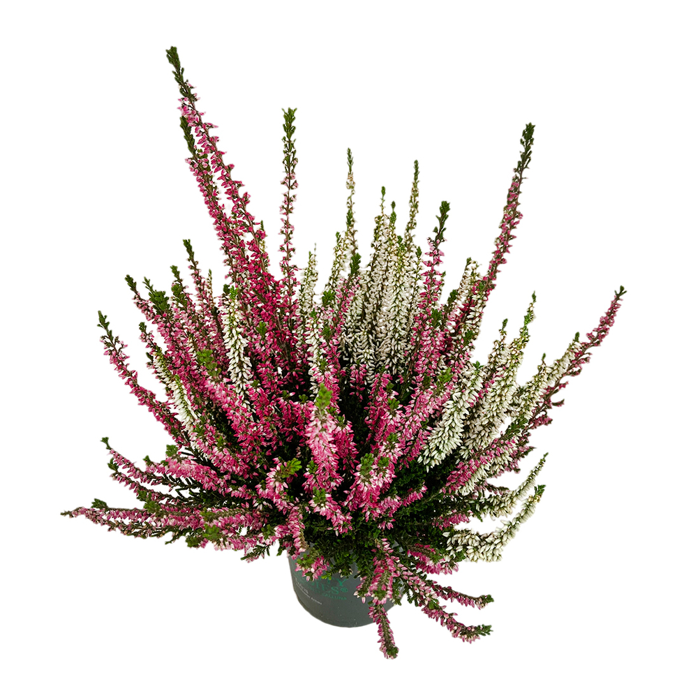 Calluna Beauty LadiesÂ® : bicolore, C0.5L