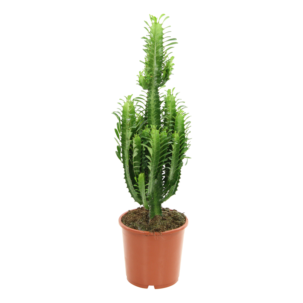 Euphorbe trigona:H 60 cm pot D17 cm