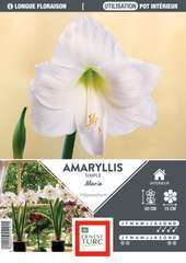 AMARYLLIS MARIA 36/+ BLANC-(672923)