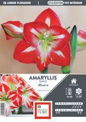AMARYLLIS MINERVE 36/+ BICO-(672924)