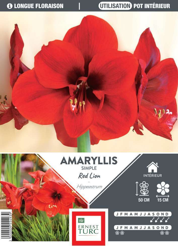 AMARYLLIS RED LION 36/+ RG-(672926)