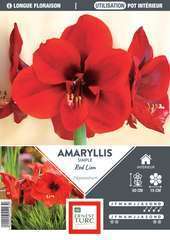 AMARYLLIS RED LION 36/+ RG-(672926)