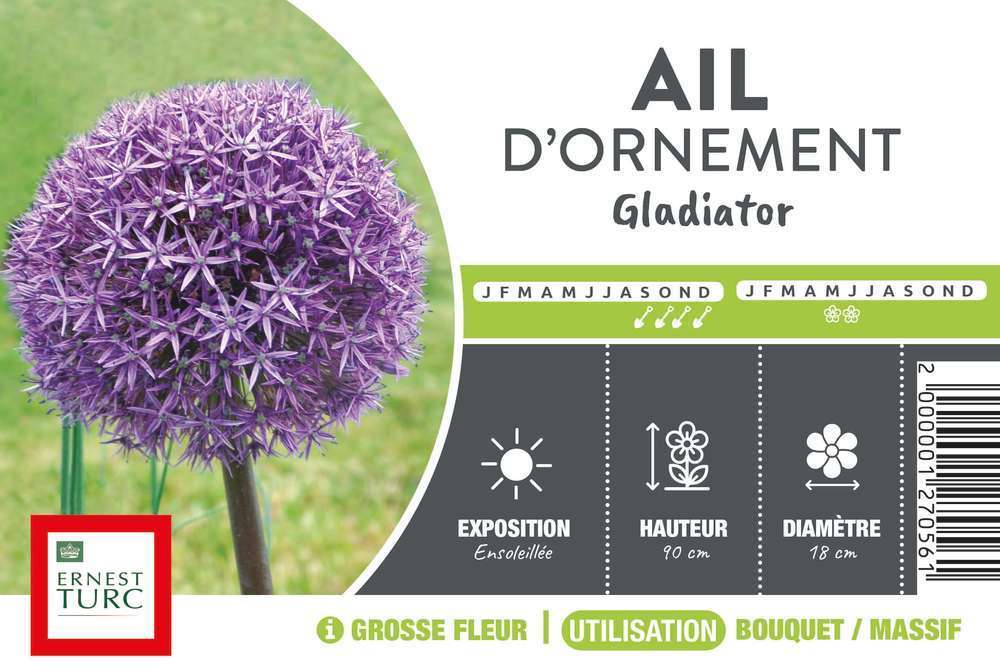 ALLIUM GLADIATOR 20/+ MAUVE-(672946)