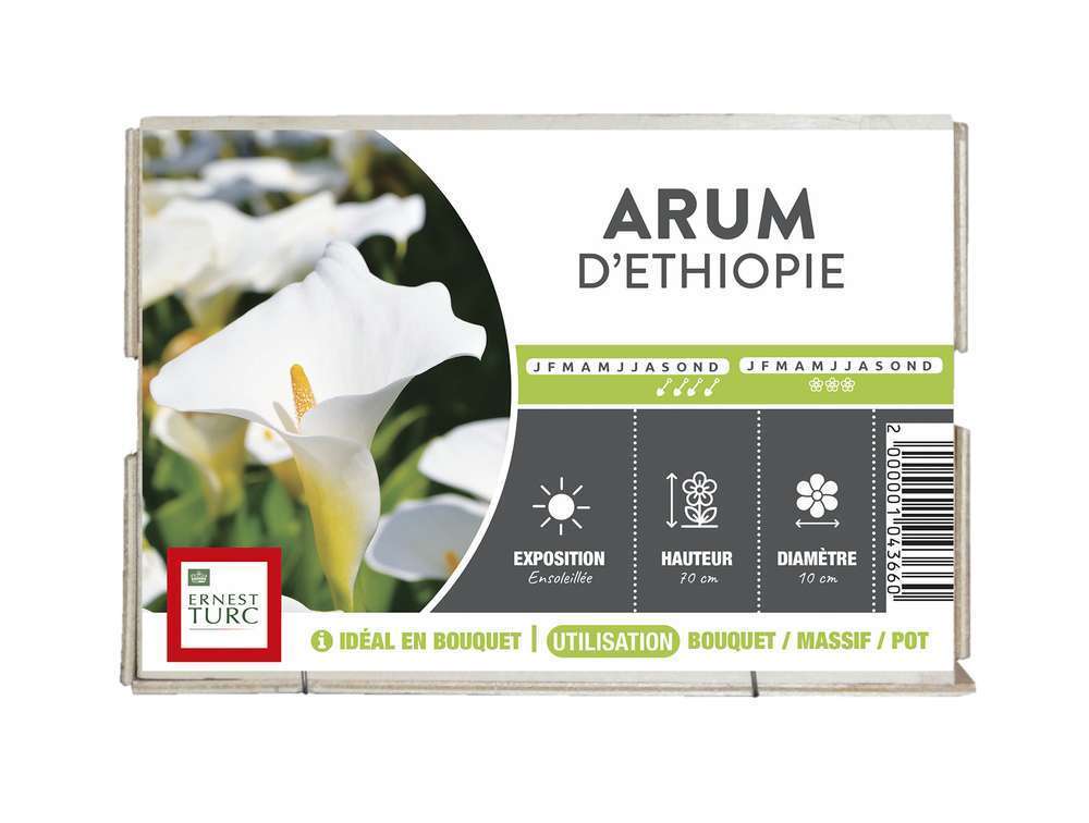 ARUM D ETHIOPIE 16/18 BLANC-(672948)