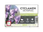 CYCLAMEN DE NAPLES  30/+ROS-(672949)