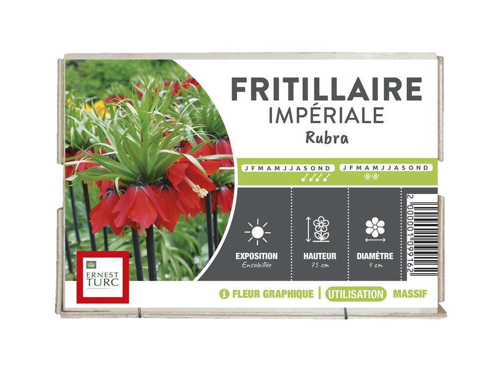FRITI IMPERIALE RUBRA 24/+R-(672951)