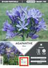 Agapanthe bleue : bulbe
