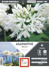 Agapanthe blanche
