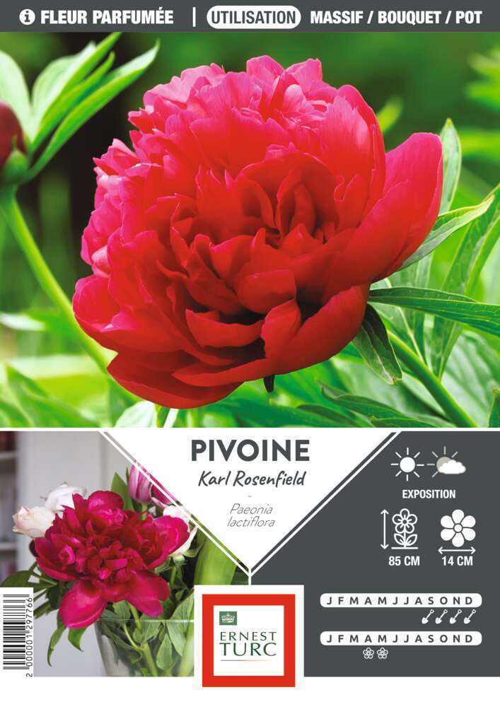Pivoine Karl Rosenfield I : 1 bulbe
