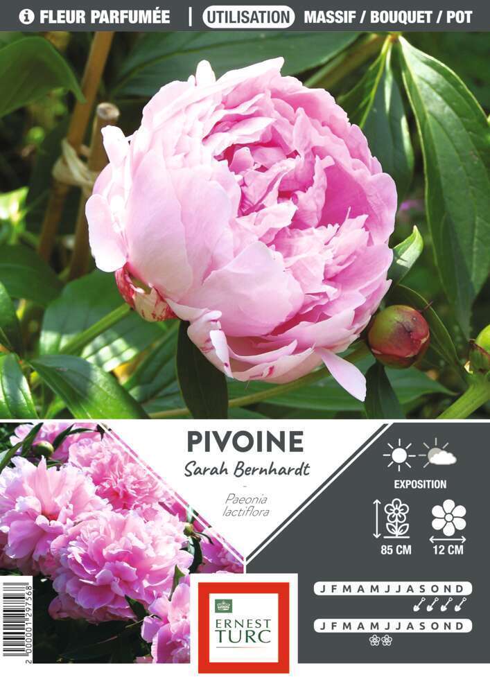 Pivoine Sarah Bernhardt I : 1 bulbe
