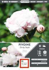 Pivoine Shirley Temple : blanche, 1 bulbe