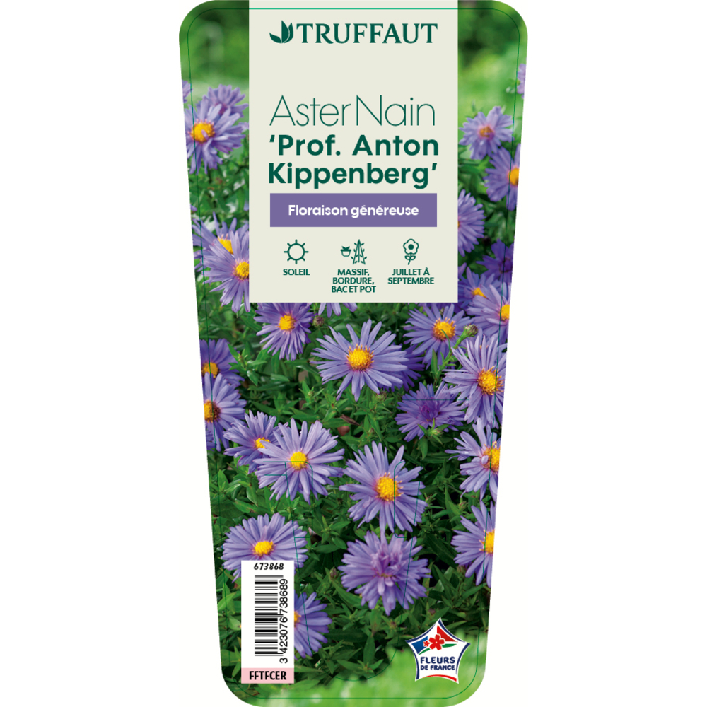 ASTER NAIN P.A.KIPPENBERG GDT-(673868)