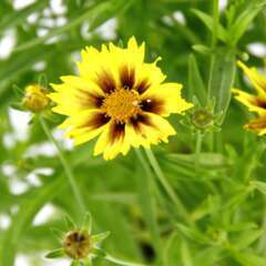 COREOPSIS ENCHANTED EVE GDT-(673870)