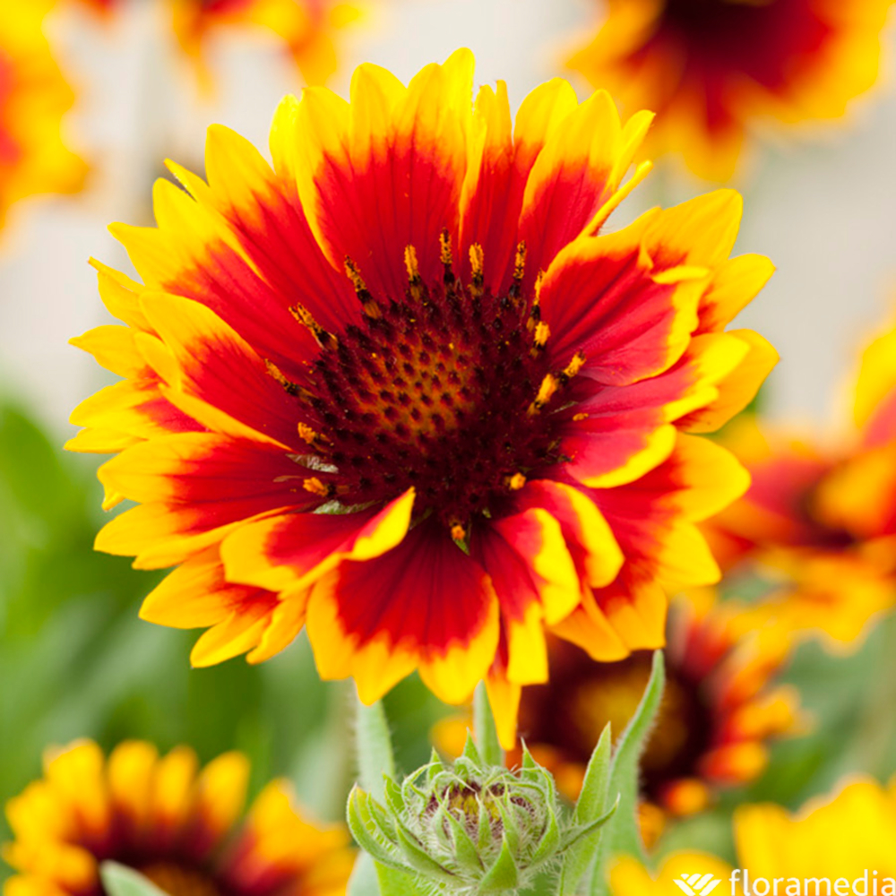 GAILLARDE ARIZONA SUN GDT-(673892)