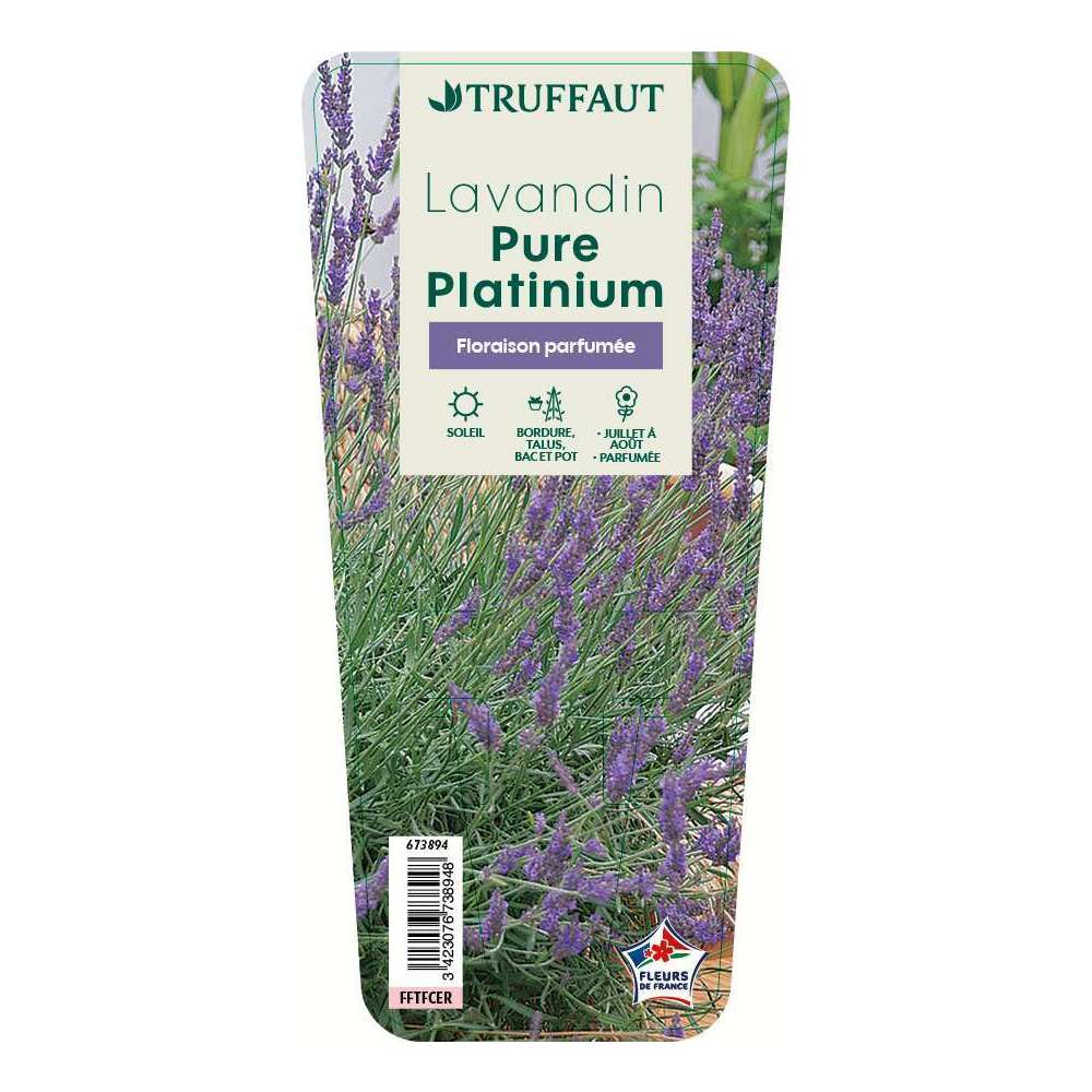 Lavandin Pure Platinum, godet