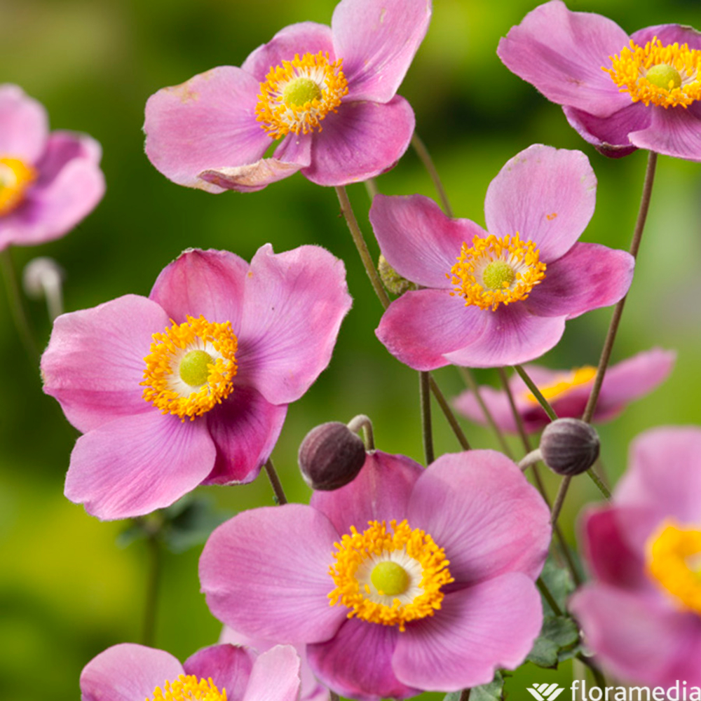 ANEMONE PRAECOX GDT-(673919)