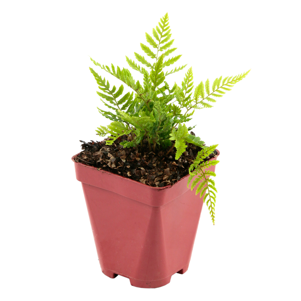 
FougÃšre Athyrium nipponicum âPictumâ