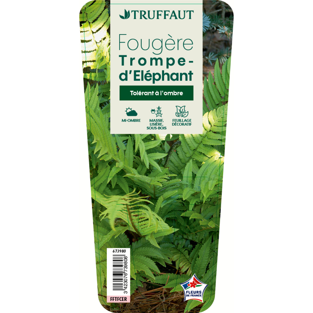 FougÃšre japonaise Dryopteris Cycadina