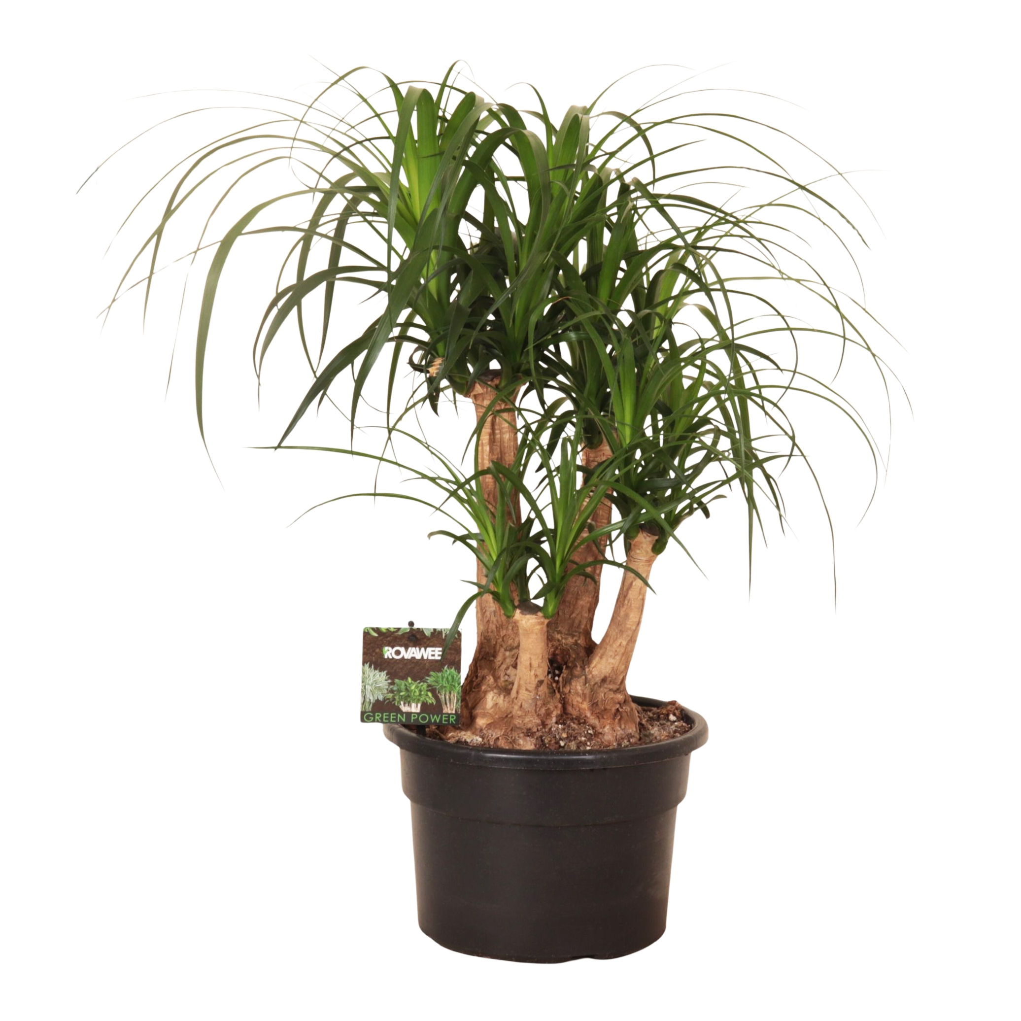Beaucarnea ramifié:D.23 cm/H.70cm
