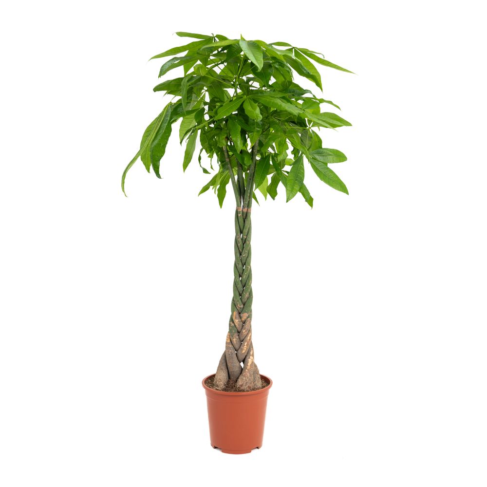 Pachira tressé : H.150/160cm, pot D.27cm