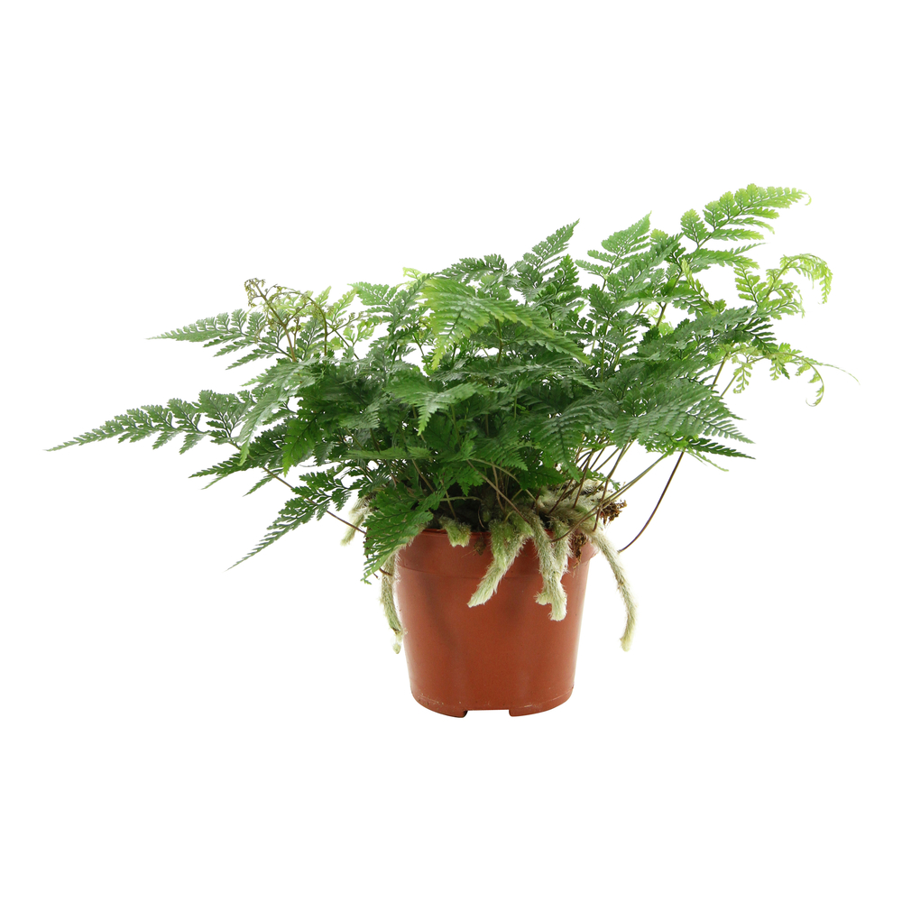 Davallia : pot D.12cm, h.25cm