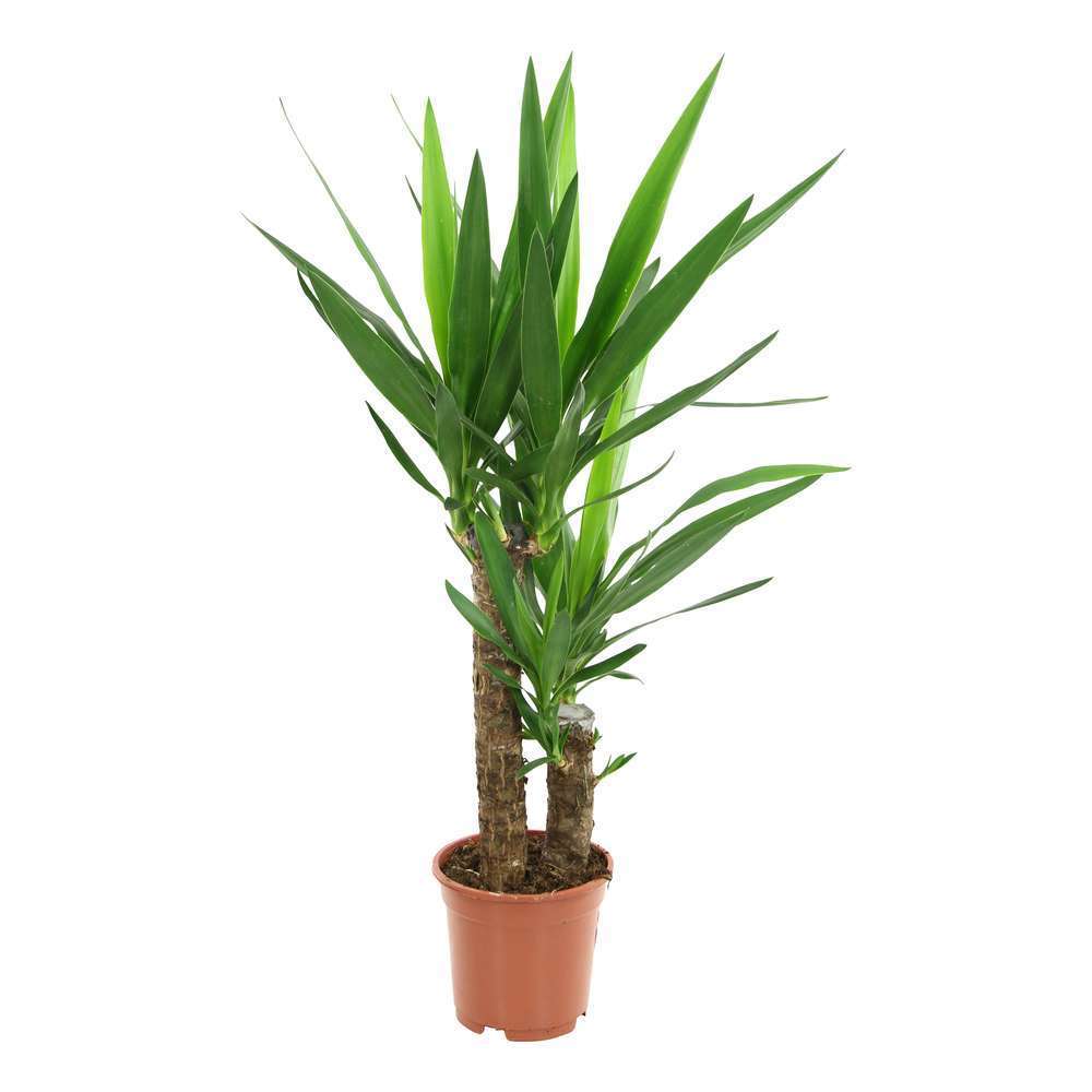 Yucca : 2 cannes H.80cm