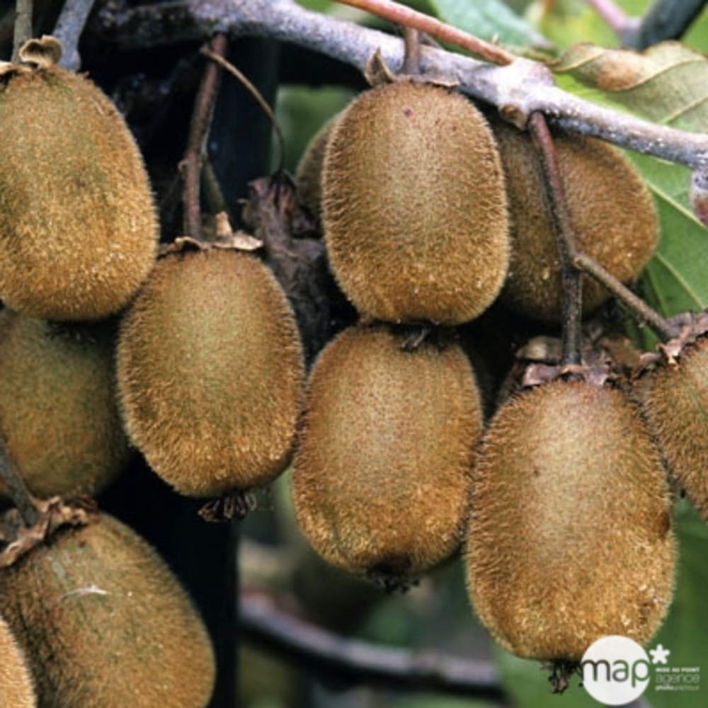 Kiwi chinensis Solissimo® 'Renact' bio : pot de 3 litres