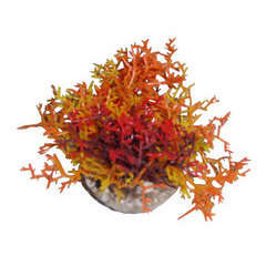 Decor d'aqurium : corail coloré assortis