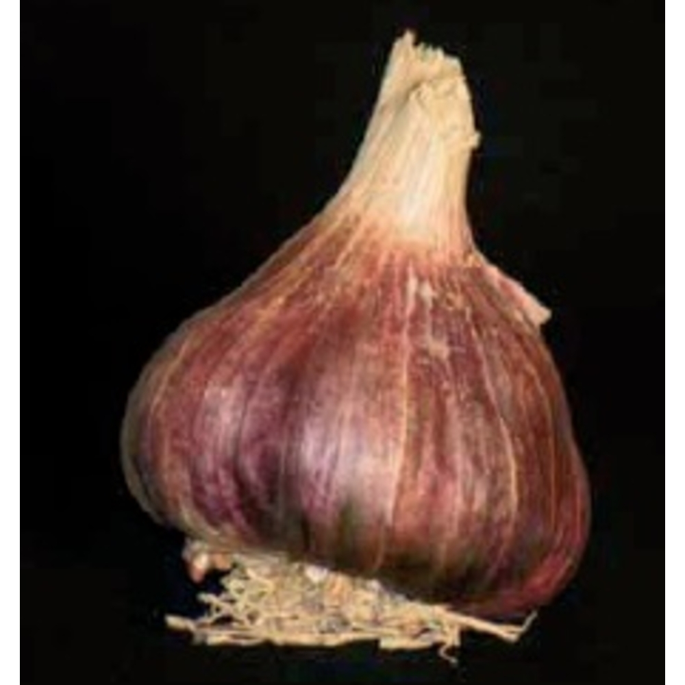 Bulbes d'Ail Germidour +60 en filet de 500g