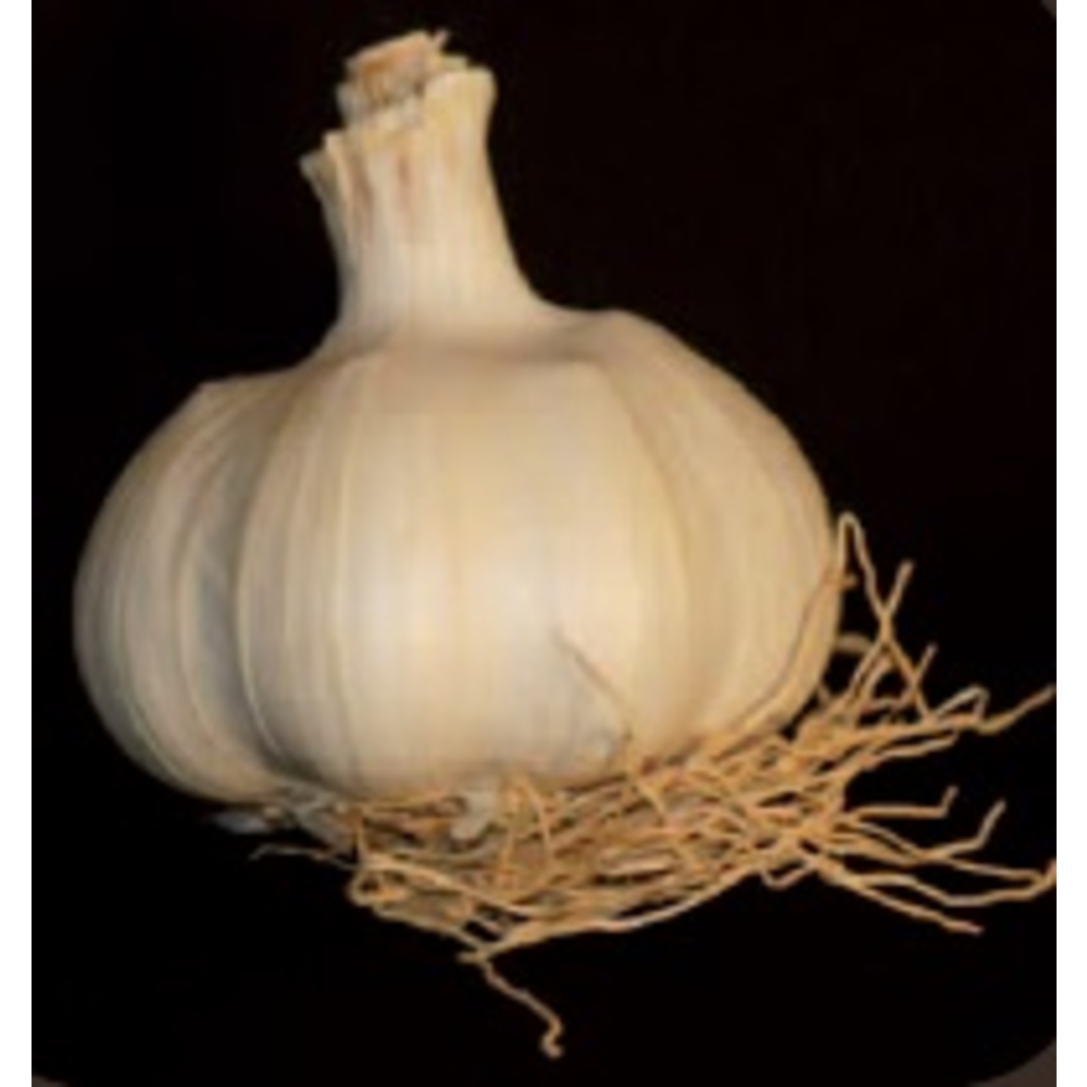 Bulbes d' Ail Thermidrome +60 en filet de 250G