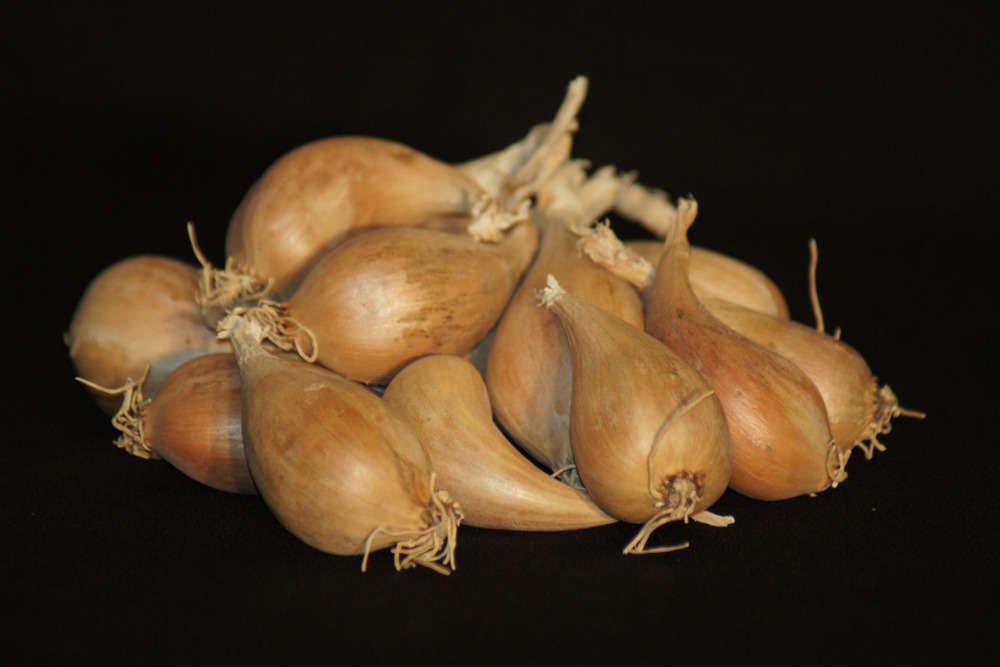 ECH GRISELLE 15/25 1K-(677704)