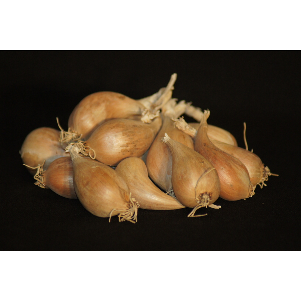 Bulbes d'échalotes 'Griselle' en filet - 250g