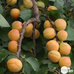 Abricotier précoce de Saumur : prêt à planter