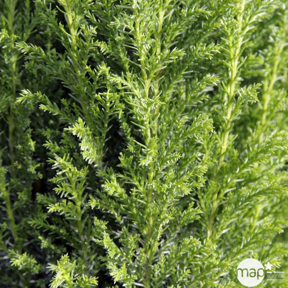 Chamaecyparis lawsoniana 'Elwoodii' Pot D 17cm