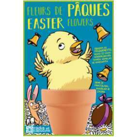 Carte Nature œuf Pâques / pâquerettes