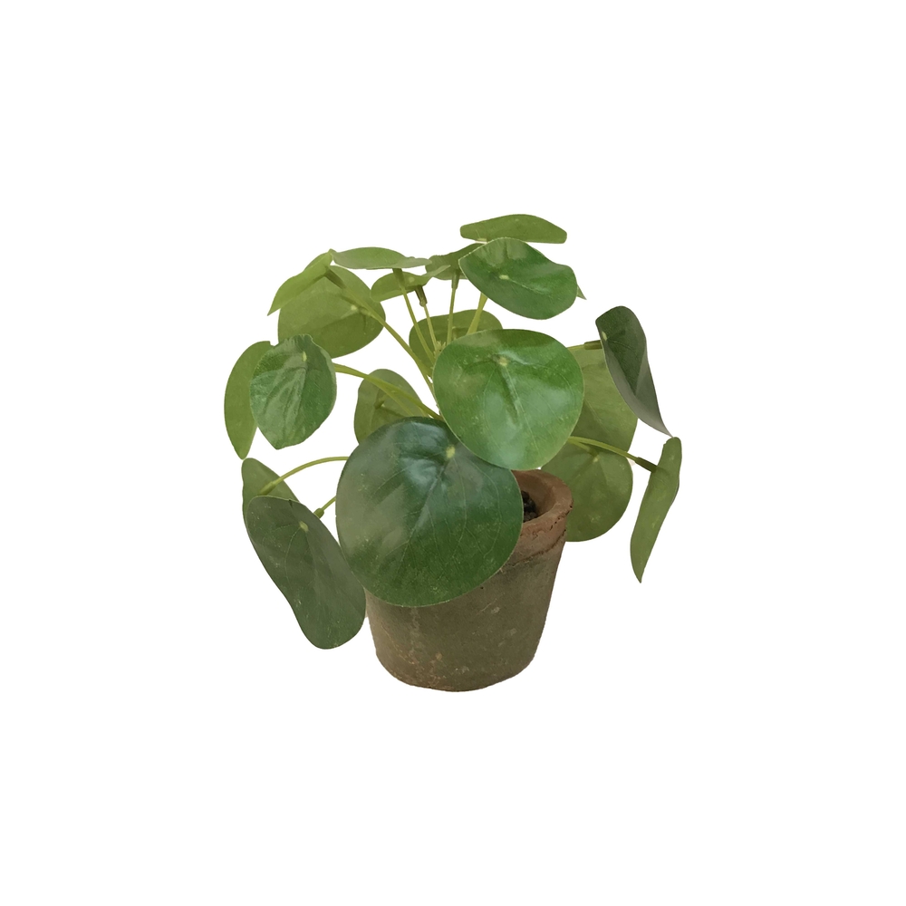 Pot Pilea mini Bush 13cm