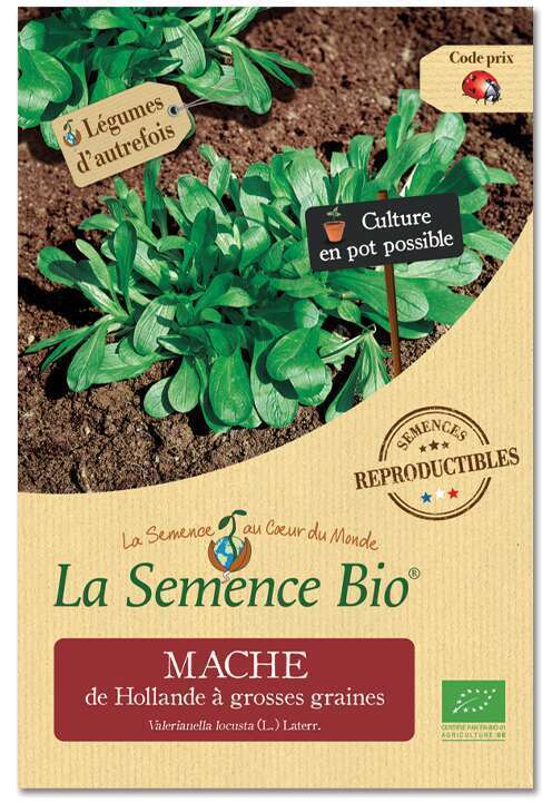 Graines potagères Mâche de Hollande à grosses graines Bio